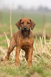 RODESIAN RIDGEBACK 026